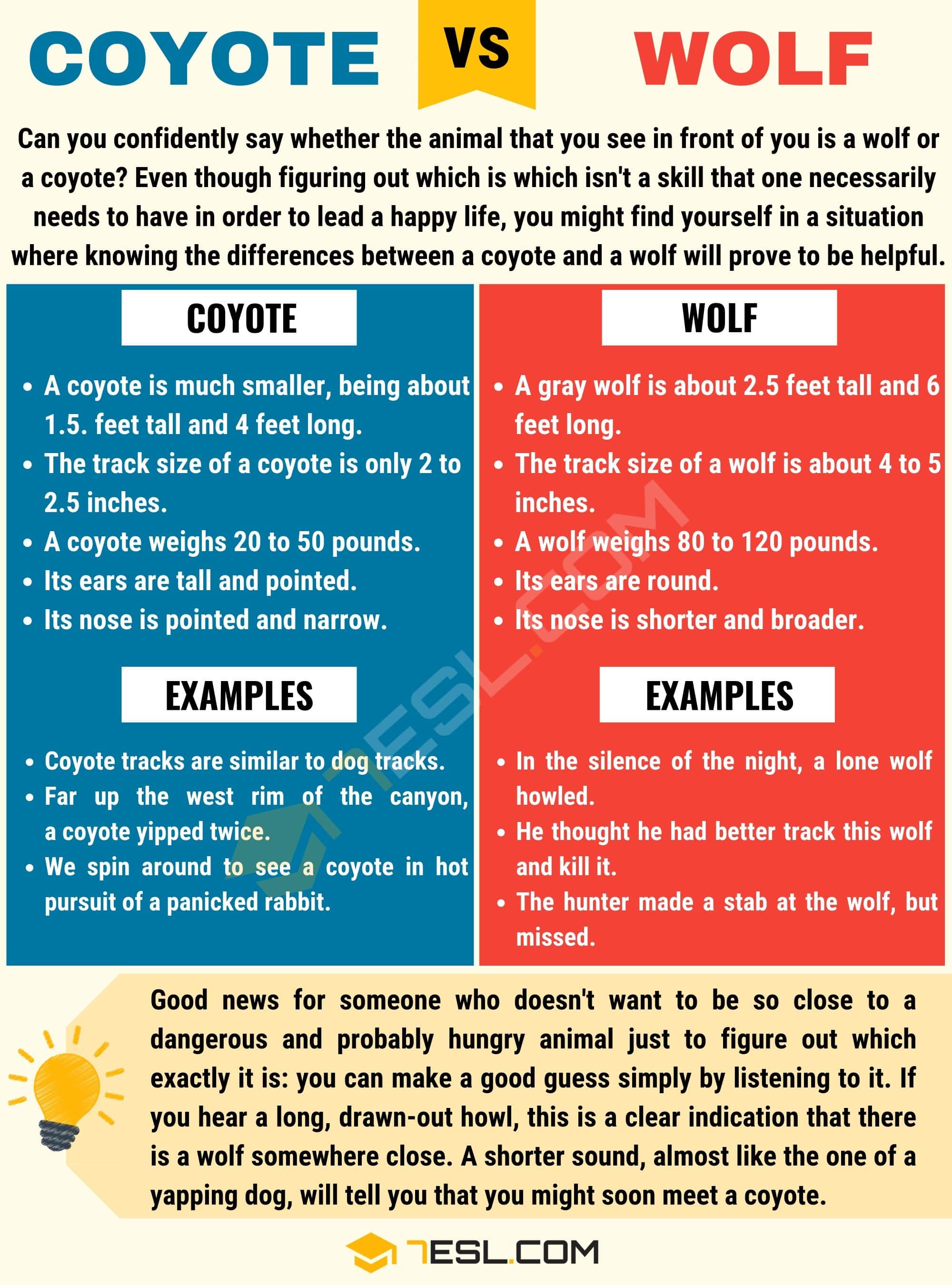 Coyote vs. Wolf
