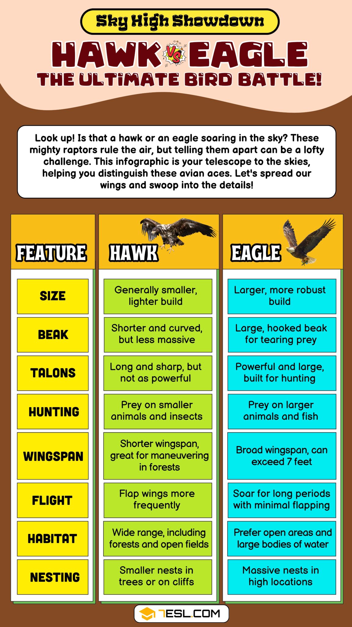 Hawk vs. Eagle