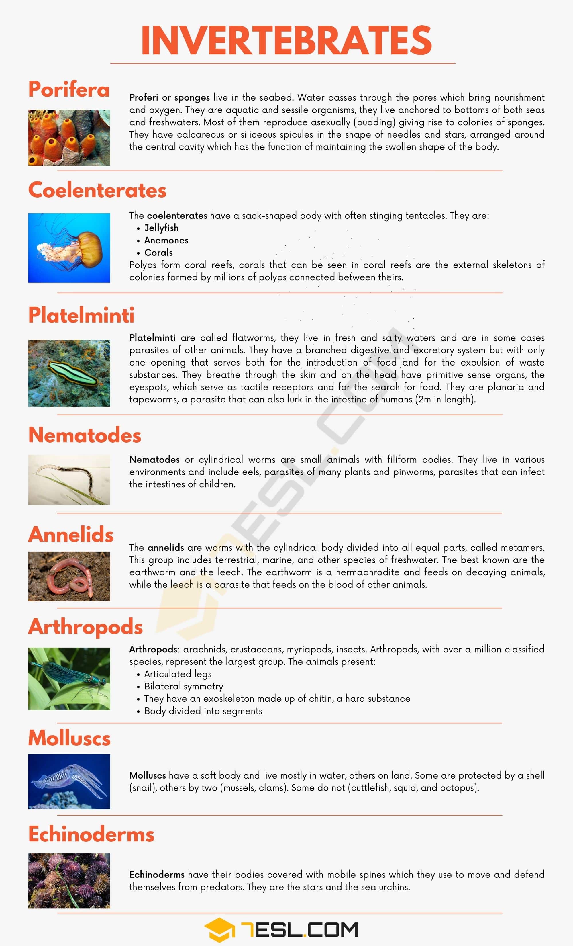 Names of Invertebrates