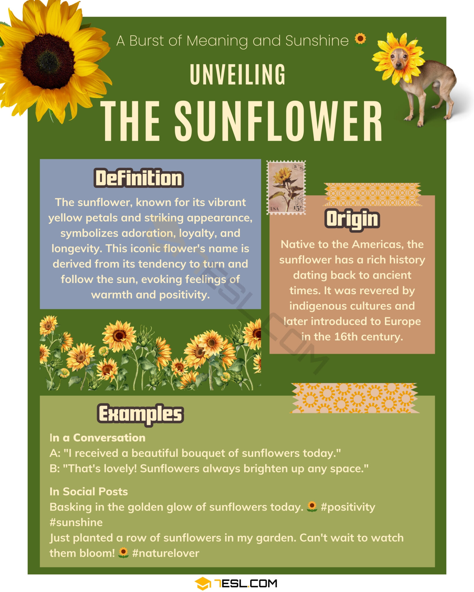 Sunflower meaning