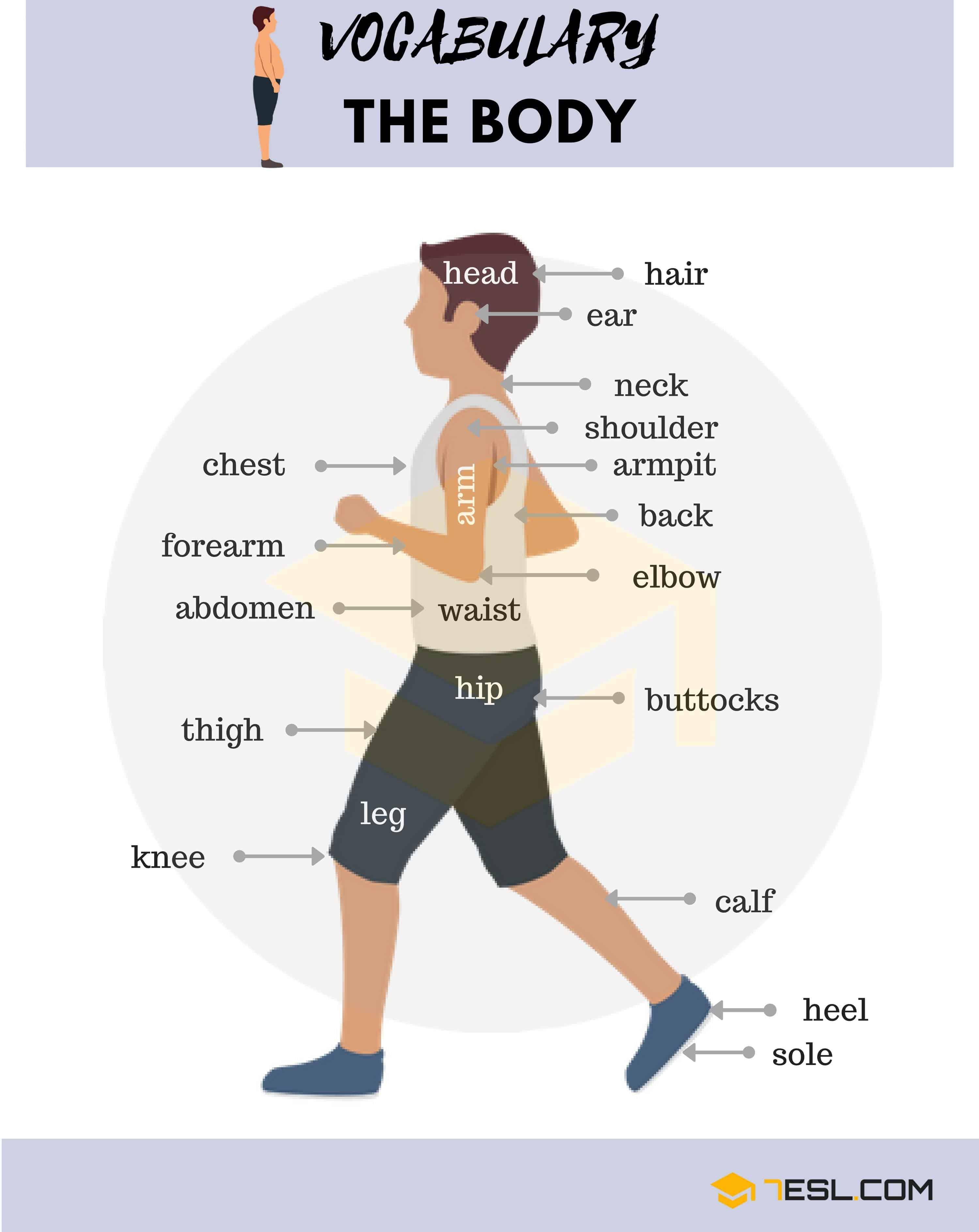 Body Parts