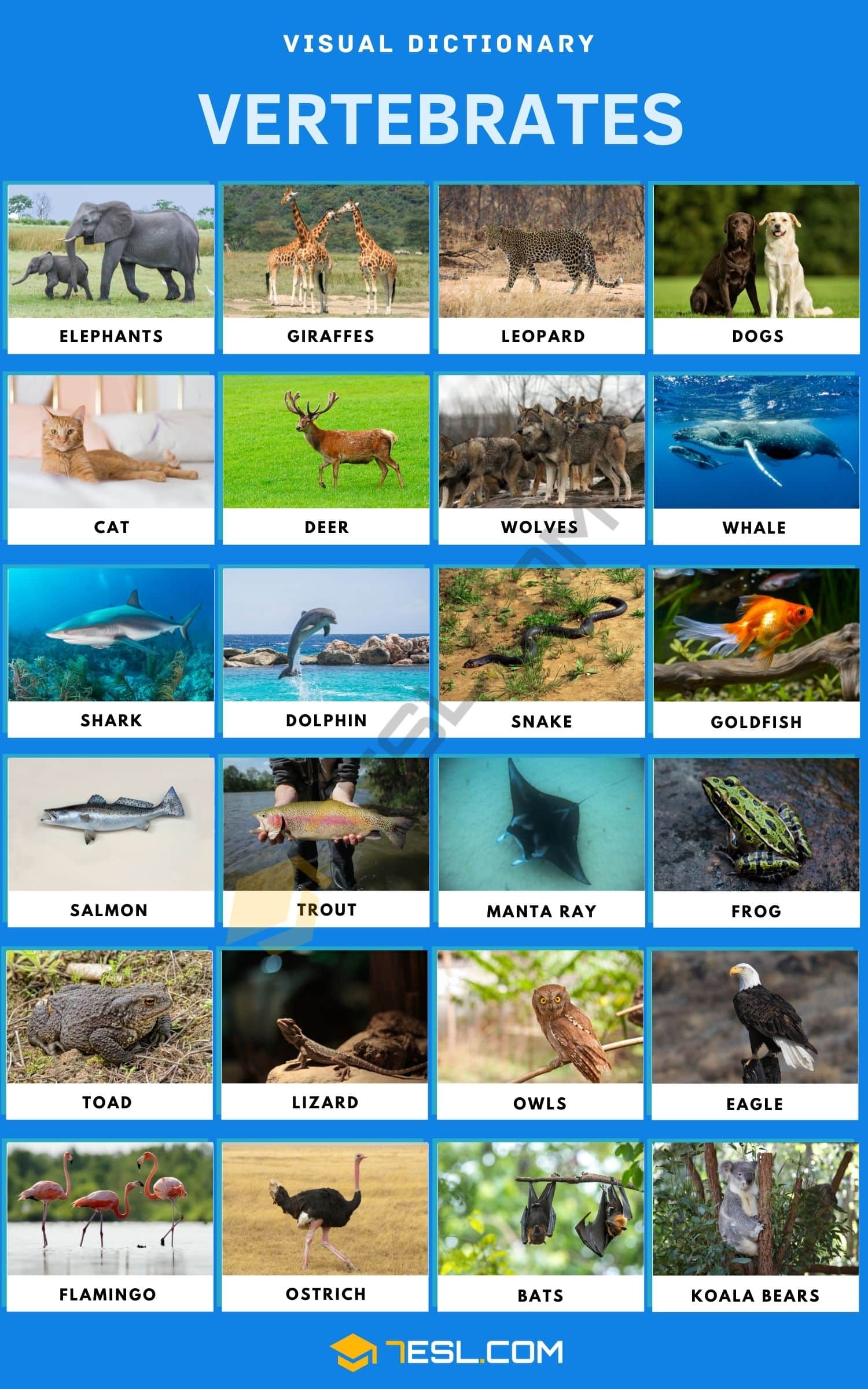 List of Vertebrates