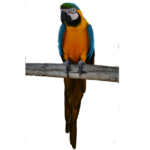 Parrot
