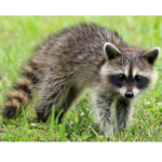 Raccoon
