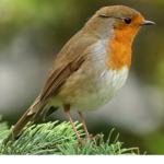 Robin