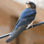 Swallow